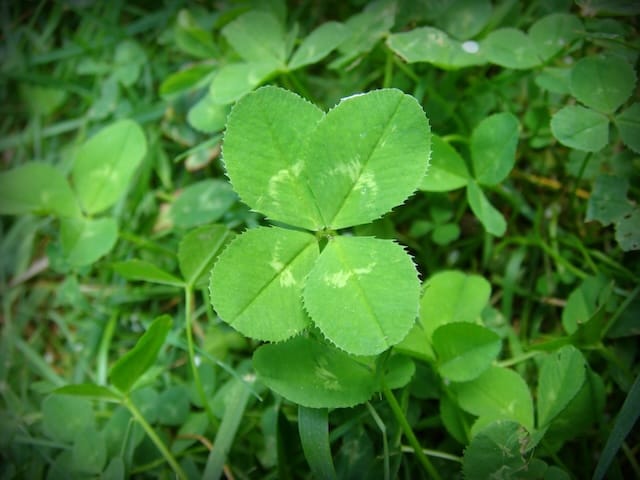 Luck