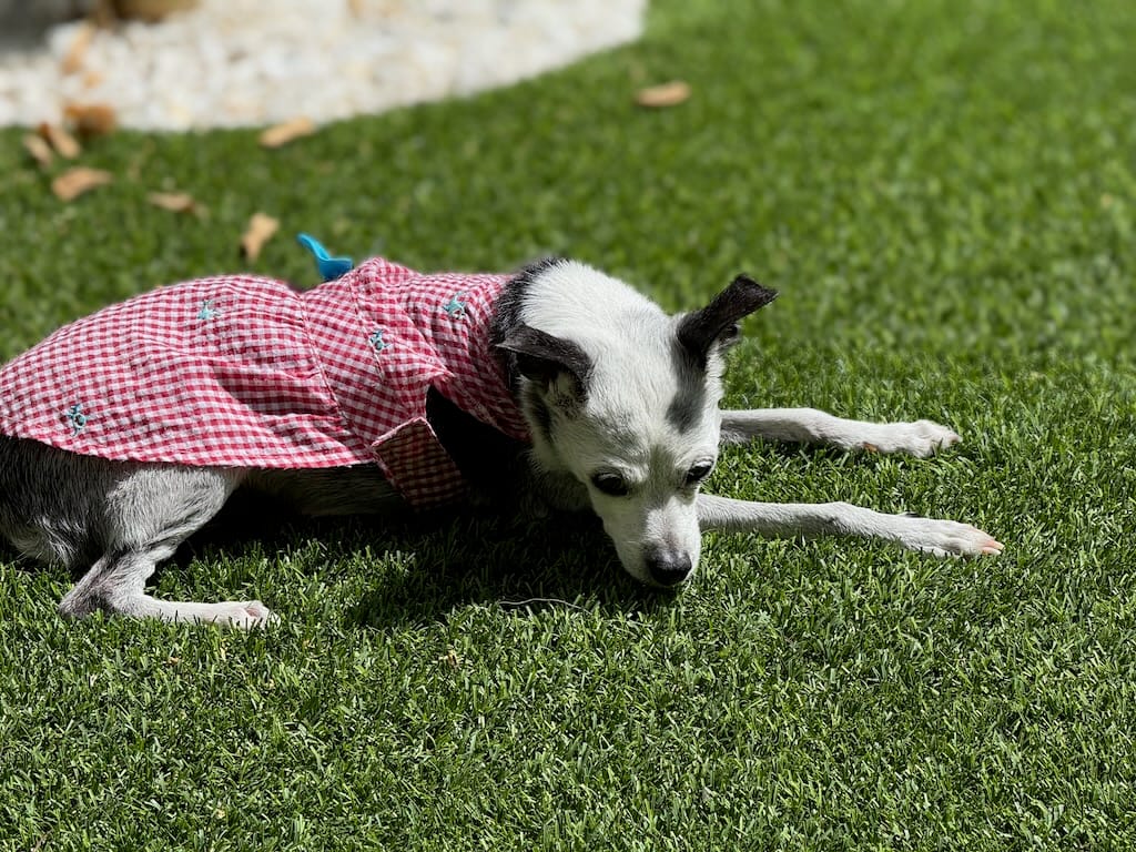 Lying down with dogs